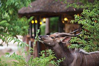 Motswari Private Game Reserve - Timbavati Klaserie Private Nature Reserve Eksteriør billede